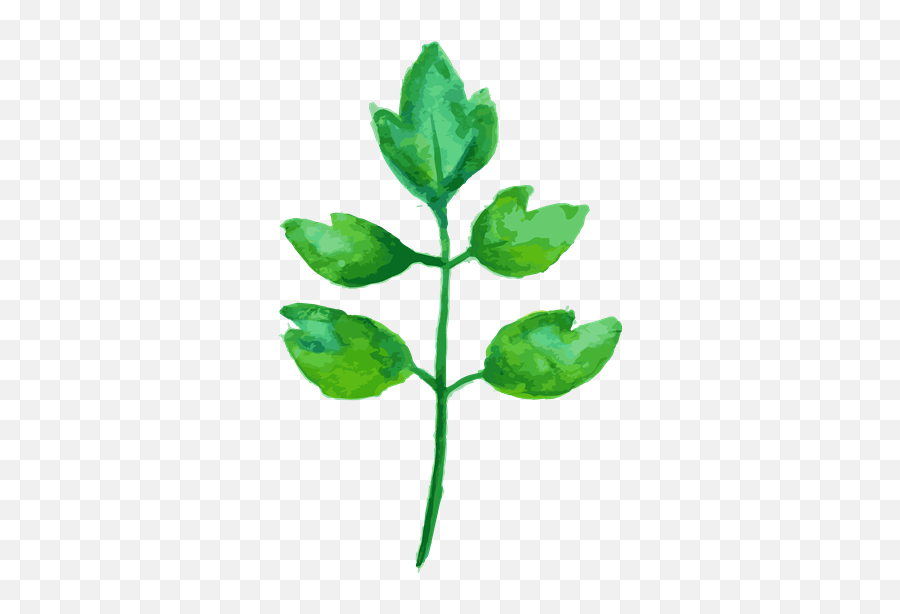 Emoji,Basil Leaf Emoji