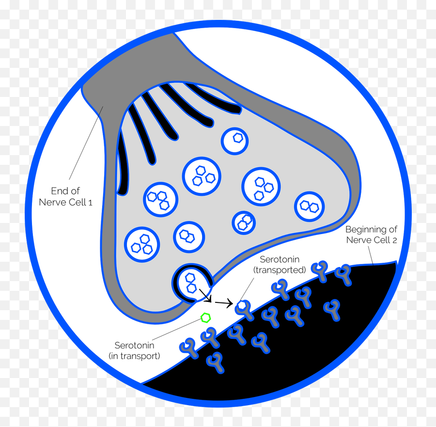 Chronic Lyme Disease - Synapse Clipart Emoji,Serotonin And Emotions