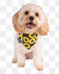 Simply Southern Dog Bandana Sunflowers Emoji,Dog With Glasses Emojis