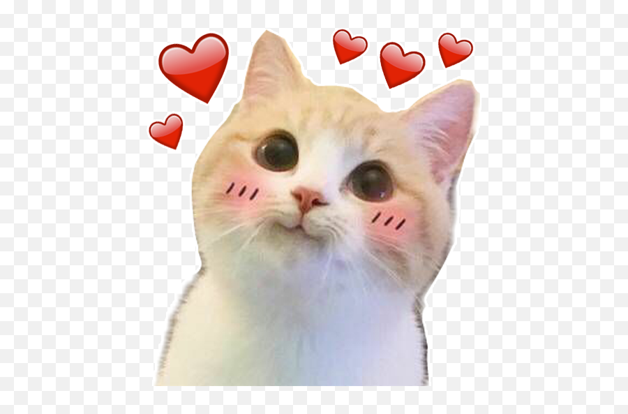 Wastickerapps Cats And Kittens Stickers - Apps On Google Play Emoji,Cat Heart Emoji Meme