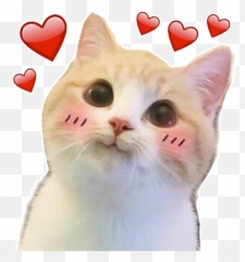 Wastickerapps Cats And Kittens Stickers - Apps On Google Play Emoji,Cat Heart Emoji Meme