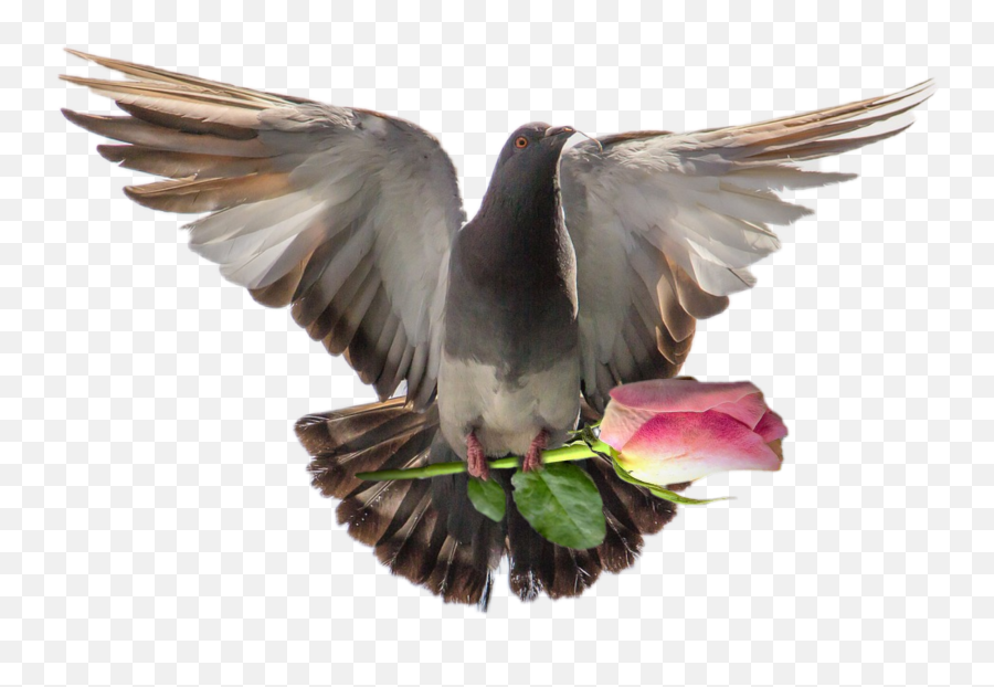 Dove Paloma Sticker - Pigeon Emoji,Flying Bird Emoji