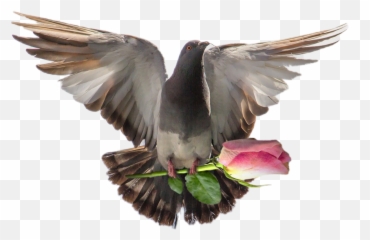 Dove Paloma Sticker - Pigeon Emoji,Flying Bird Emoji