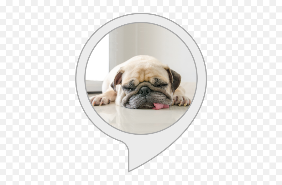 Amazoncom Comfort My Dog Alexa Skills - Normal Dog Emoji,Emoji Movie Talking Dogs