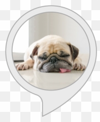 Amazoncom Comfort My Dog Alexa Skills - Normal Dog Emoji,Emoji Movie Talking Dogs