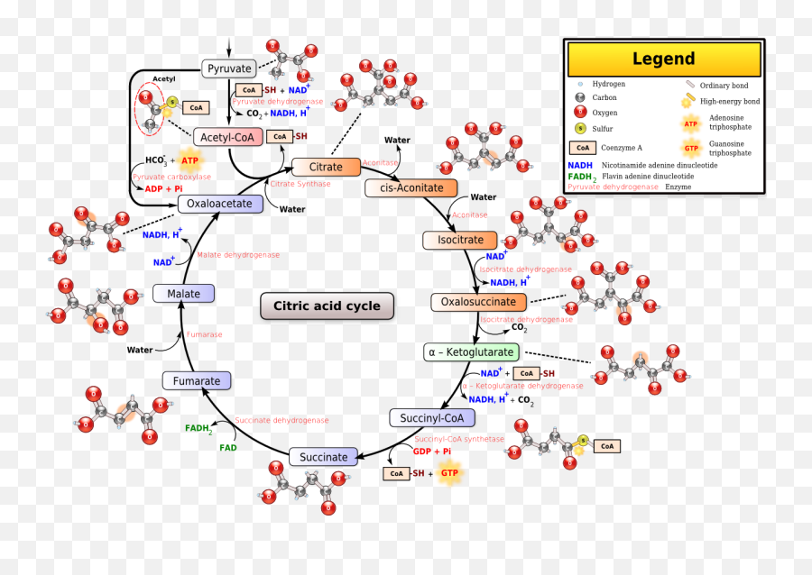 Bobu0027s Anatomy And Physiology Study Page - A Reusable Non Cross Talk Of Tca Cycle Emoji,Meningioma Affects Areas Of Brain Right Occipital Emotions