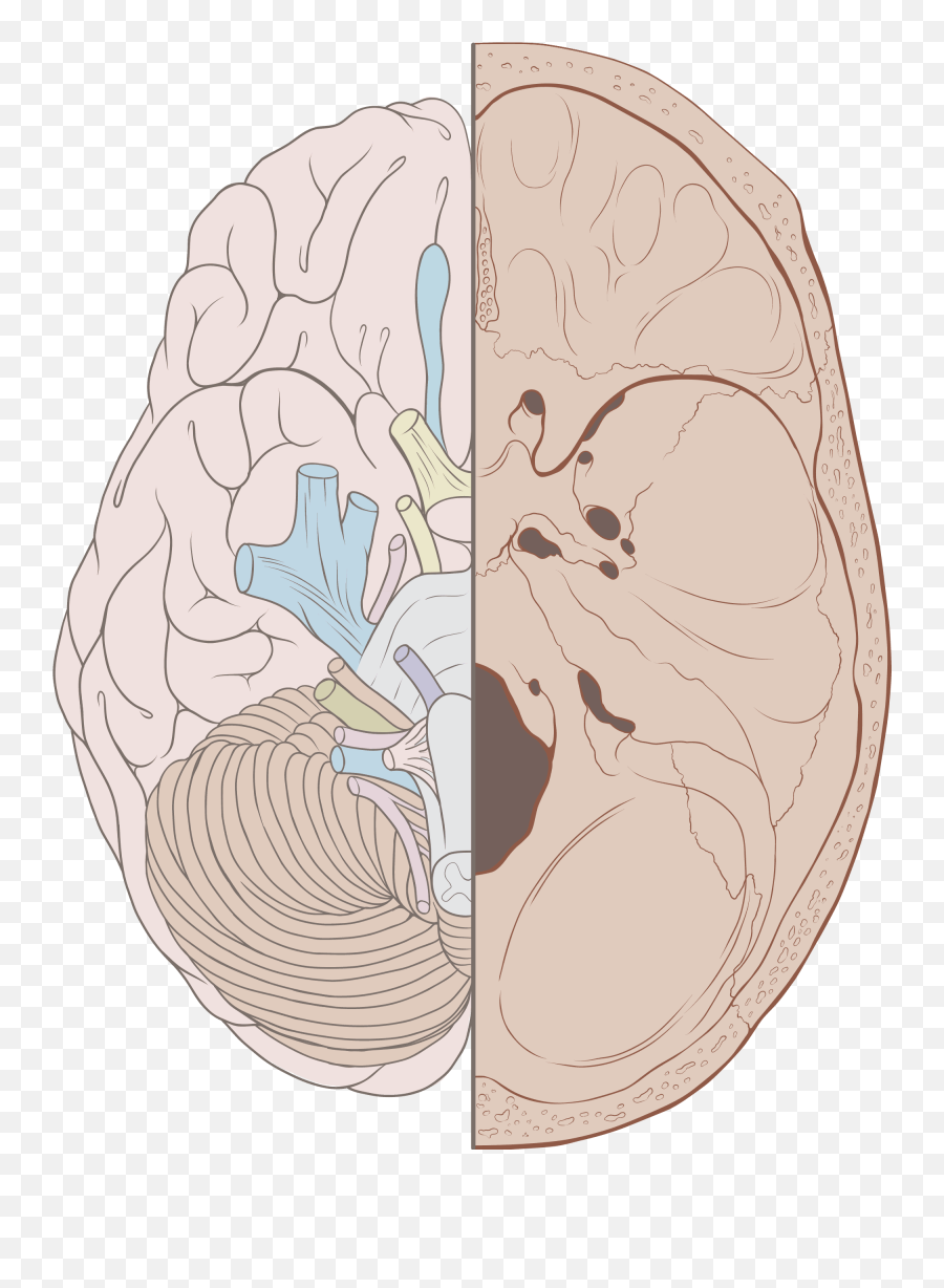 Medulla Oblangata Function Facts Position In Brain Summary Emoji,Emoticons Center In Medulla Medulla Oblangata Function Facts Position In Brain Summary Emoji,Emoticons Center In Medulla