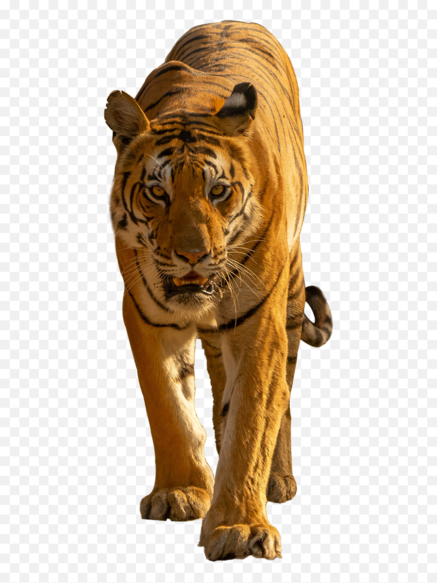Iphone Transparent Background Png - Pngfreeimg Emoji,Bengal Tiger Emoji