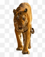 Iphone Transparent Background Png - Pngfreeimg Emoji,Bengal Tiger Emoji