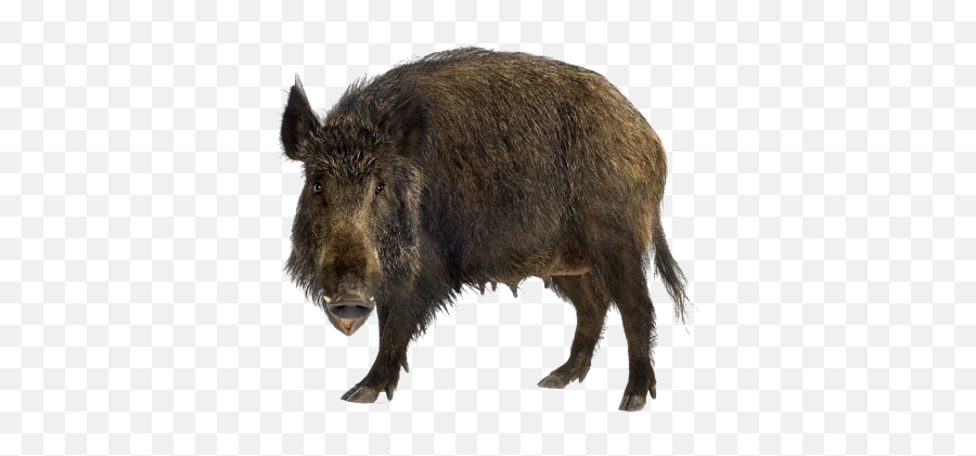 Pig Png And Vectors For Free Download - Dlpngcom Emoji,Boar Emoji Angry