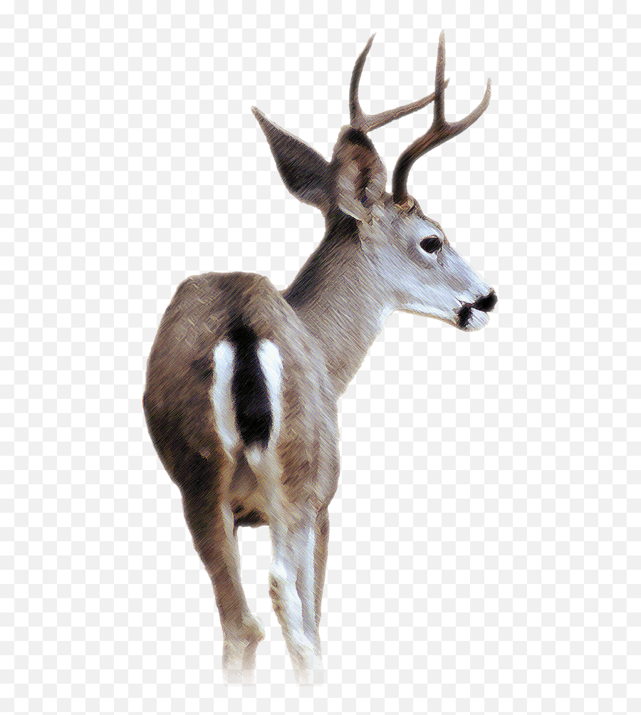 Blacktailed Deer Png U0026 Free Blacktailed Deerpng Transparent - Black Tailed Deer Png Emoji,Whitetail Deer Emoji