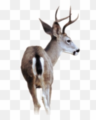 Blacktailed Deer Png U0026 Free Blacktailed Deerpng Transparent - Black Tailed Deer Png Emoji,Whitetail Deer Emoji