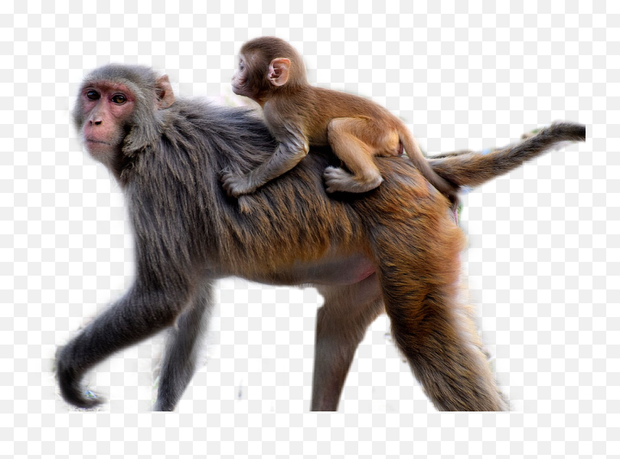 Affen Sticker - Rhesus Macaque Emoji,Emoji Affen