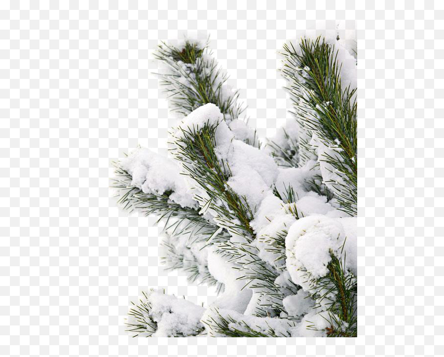 Snowtree Snow Branch Sticker By Franzi - Transparent Background Snow Tree Png Emoji,Pine Branch Emoji