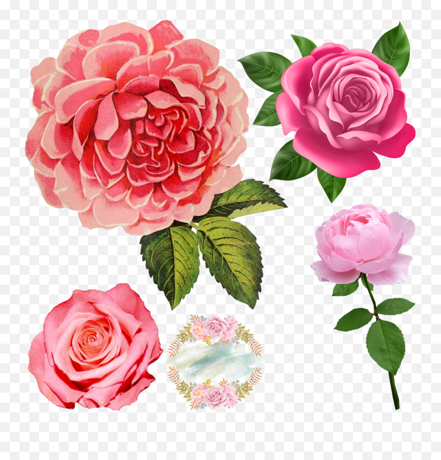 Free Roses Transparent Png Download Free Clip Art Free - Flower Graphic Transparent Background Emoji,Pink Rose Emoticon Meaning