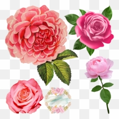 Free Roses Transparent Png Download Free Clip Art Free - Flower Graphic Transparent Background Emoji,Pink Rose Emoticon Meaning