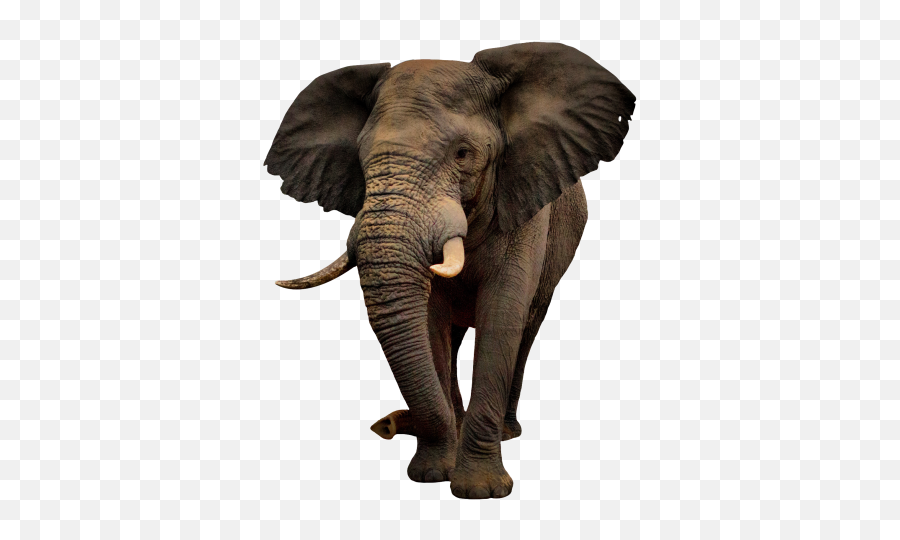 Download Elephant Free Png Transparent Image And Clipart - Elephant Image Png Free Emoji,Elephants Emoji