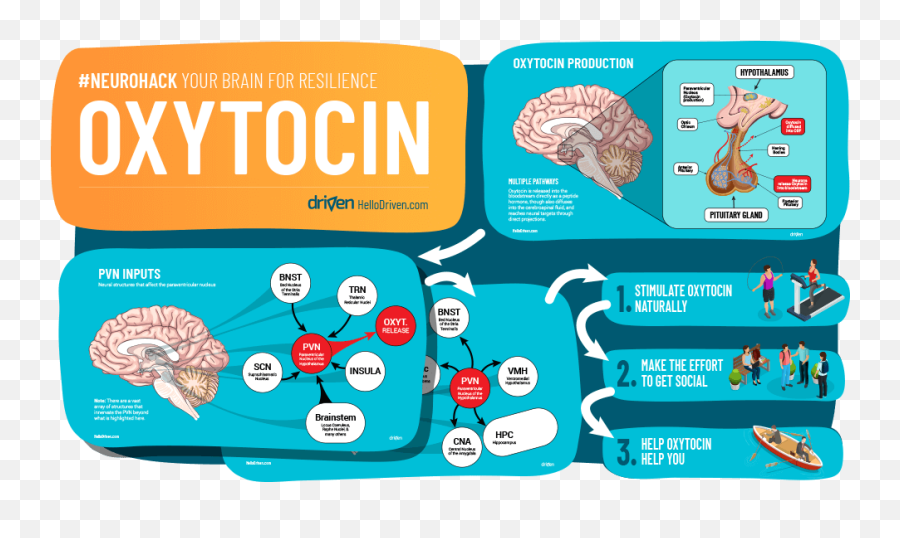 How Oxytocin Builds Resilience - Does Oxytocin Work Emoji,Hypothalamus Emotions