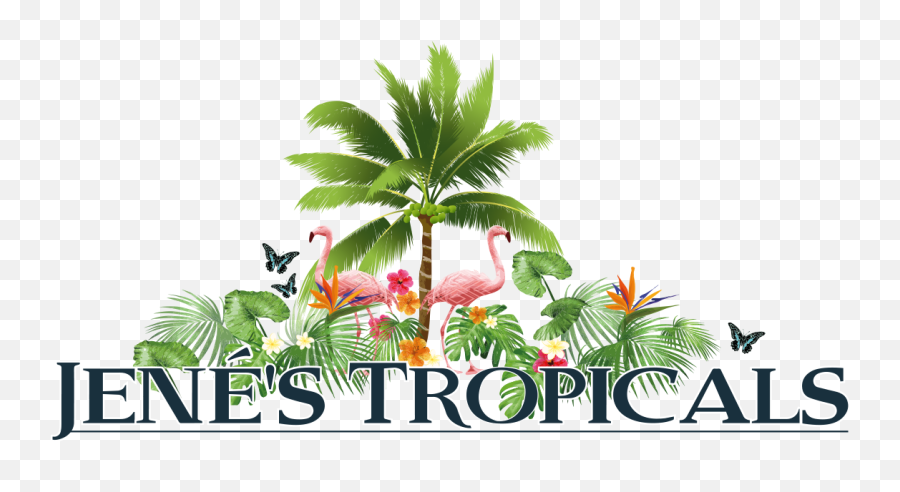 Exotic Fruits St Petersburg Florida Jeneu0027s Tropicals Emoji,Trees Express Emotion
