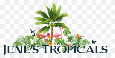 Exotic Fruits St Petersburg Florida Jeneu0027s Tropicals Emoji,Trees Express Emotion