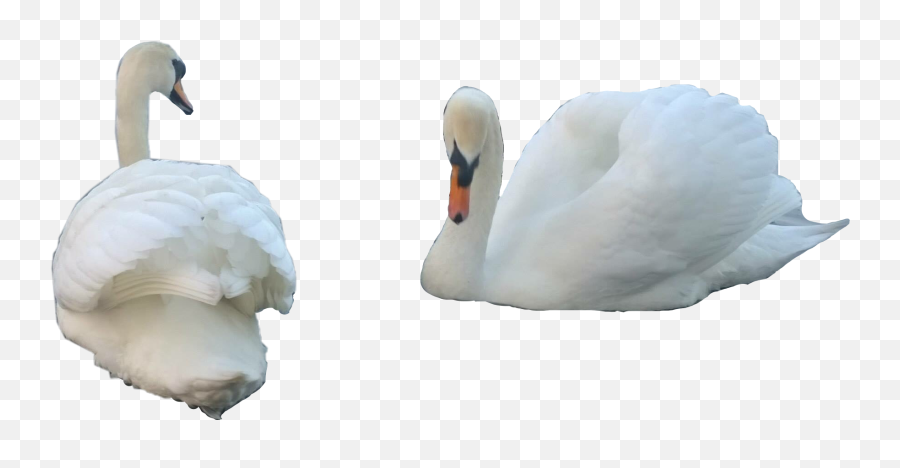 Swans Swan Birds Bird Sticker - Mute Swan Emoji,Goose Emoji Iphone
