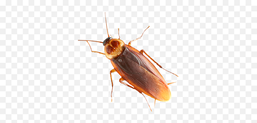 Cockroach Png - Cockroach Png Emoji,Cockroach Emoji