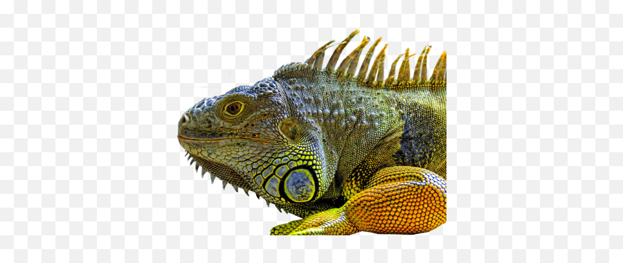Png Images Lizard - Iguana Png Emoji,Reptiles Have Emotions