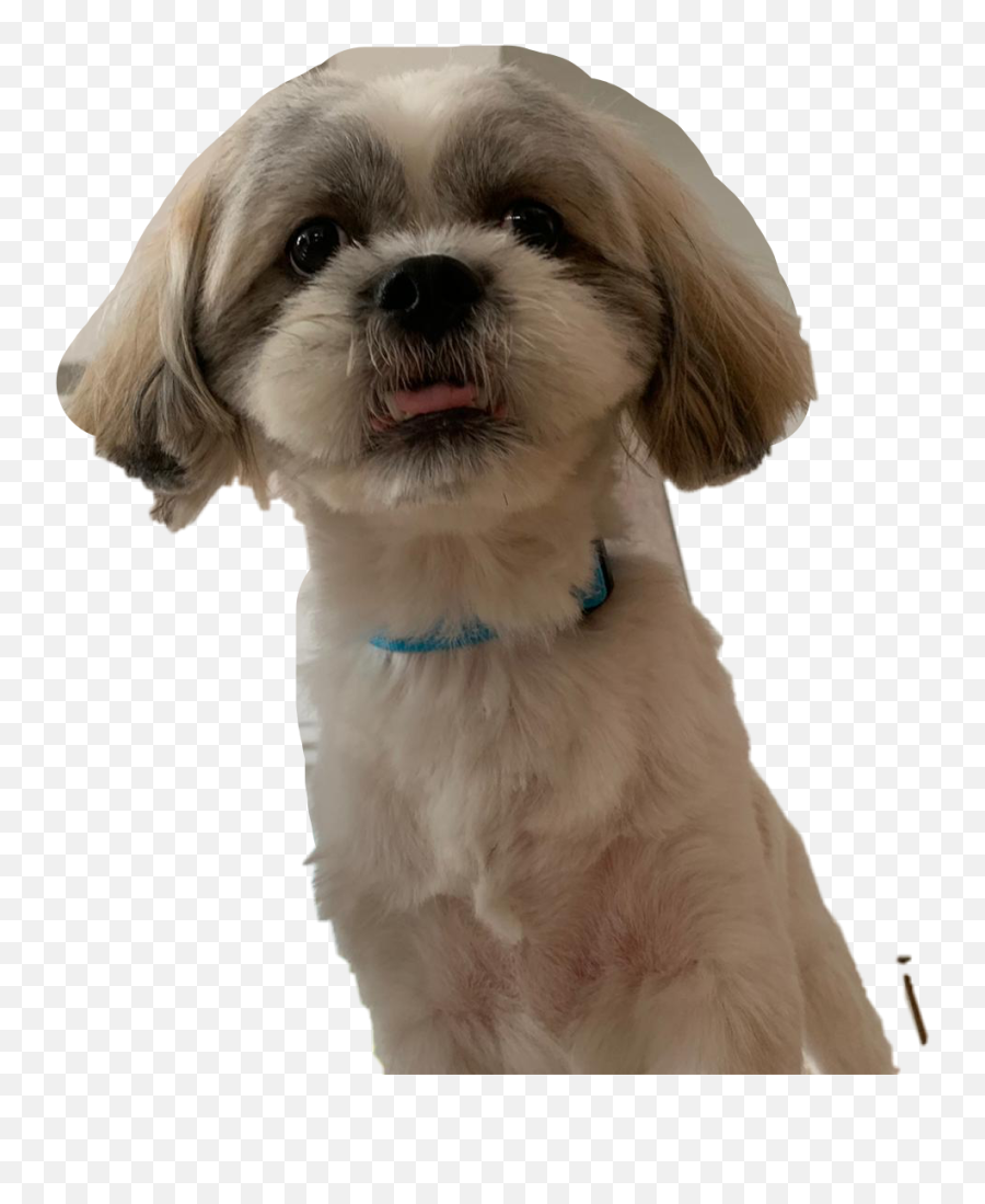 The Most Edited Emoji,Shih Tzu Emoji