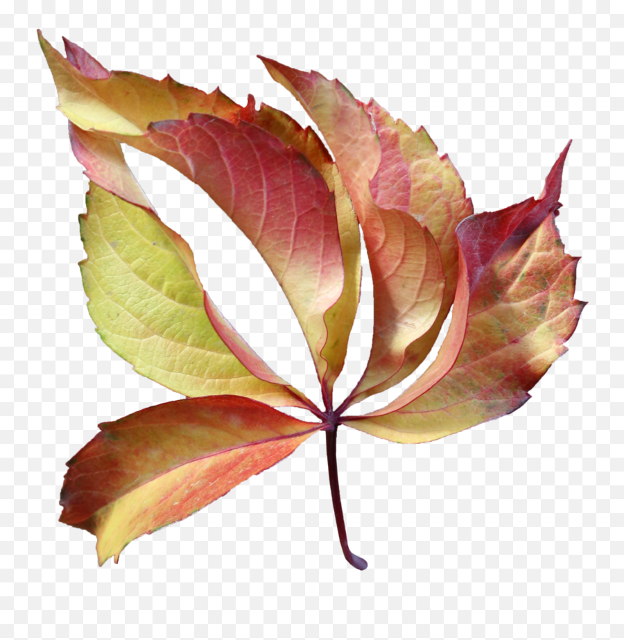 Autumn Autumn Leafage Leaf Leaves - Plant Pathology Emoji,Fallen Leaves Emoji