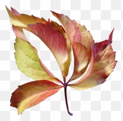 Autumn Autumn Leafage Leaf Leaves - Plant Pathology Emoji,Fallen Leaves Emoji