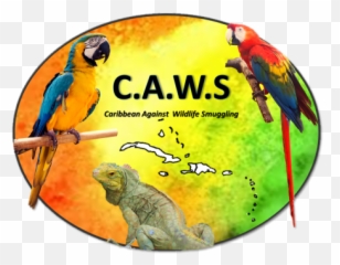 Conservation - Parrots Emoji,Jose Bautista Bat Flip Inspire Kids To Play Baseball With Emotion