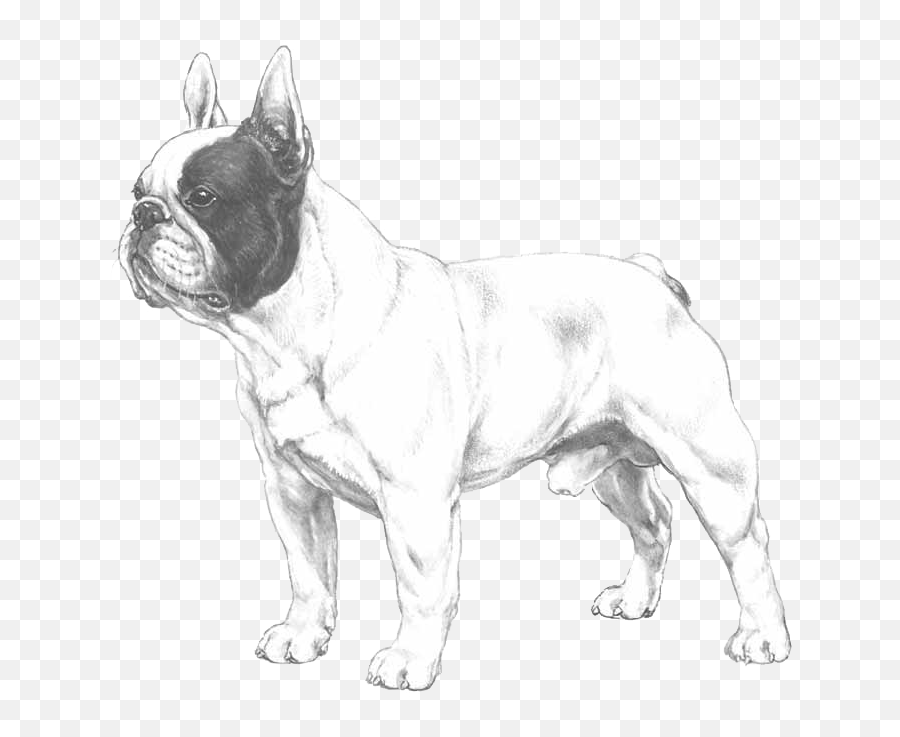 French Bulldog - Pedigreed Breeds Dogwellnetcom French Bulldog Illustrated Standard Emoji,Dog Emoji Copy And Paste