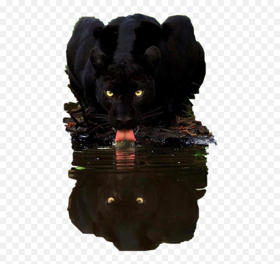 Water Reflection Panther Black Sticker - Beautiful Most Beautiful Black Panther Animal Emoji,Vblack Panther Emojis