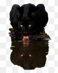Water Reflection Panther Black Sticker - Beautiful Most Beautiful Black Panther Animal Emoji,Vblack Panther Emojis
