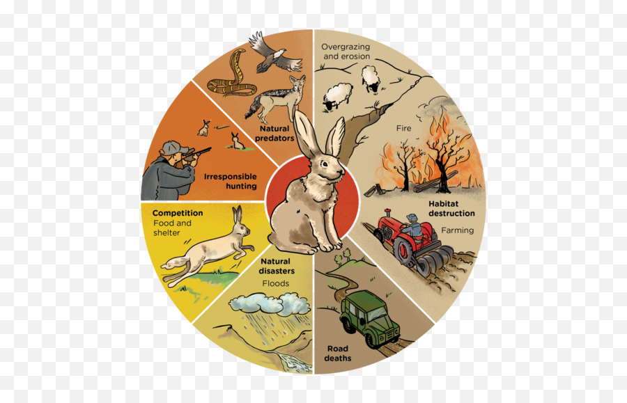 25 Balance In An Ecosystem Interactions And Emoji,Emotions Of Rabbit Chart