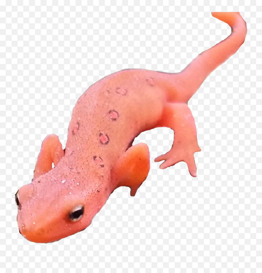 Newt Nature Lizard Reptile Orange - Transparent Red Orange Lizard Emoji,Newt Emoji