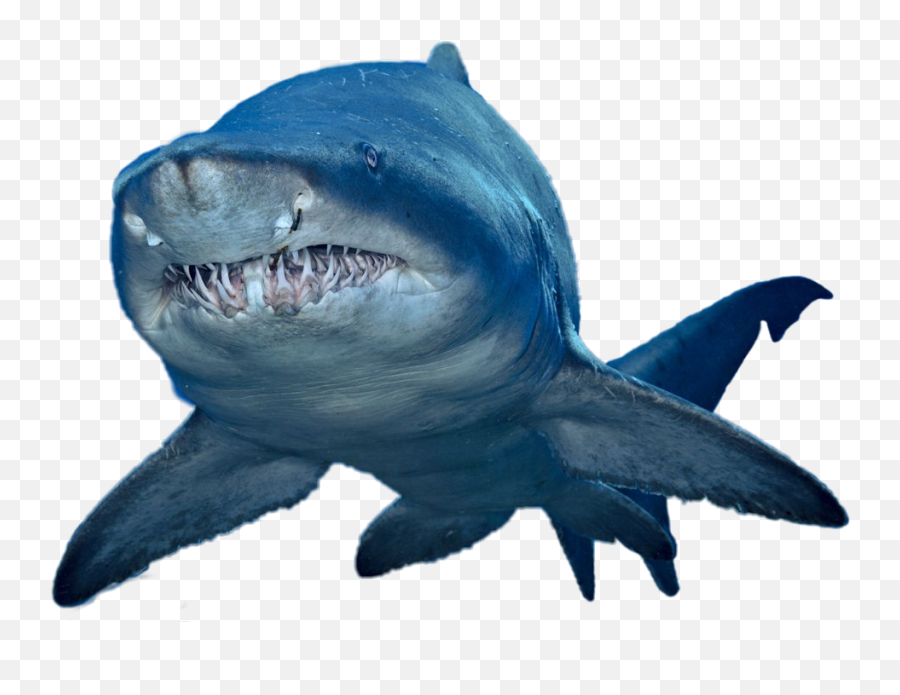 Sharksharks Sticker - Oceanário De Lisboa Emoji,Shark Emoji