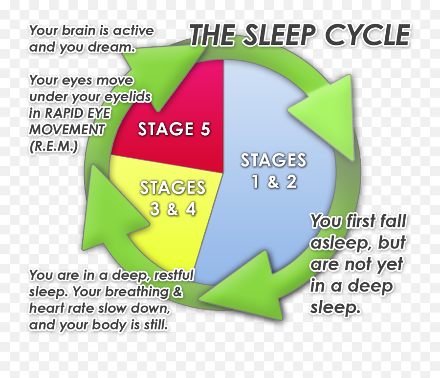 Sleeping cycle. Sleep Cycle. Брейн Актив. 4 Sleep Cycles. Sleep phases.