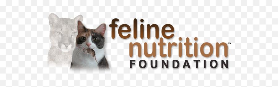 Feline Nutrition - The Most Important Decision Language Emoji,Cat Definitely Show Emotion