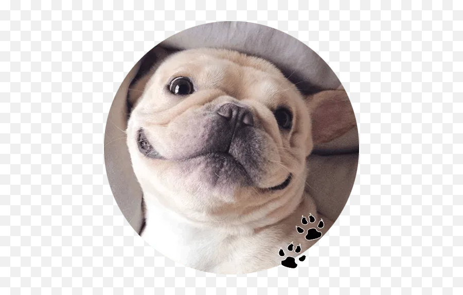 Bulldogu201d Stickers Set For Telegram Emoji,English Bulldog Emoji