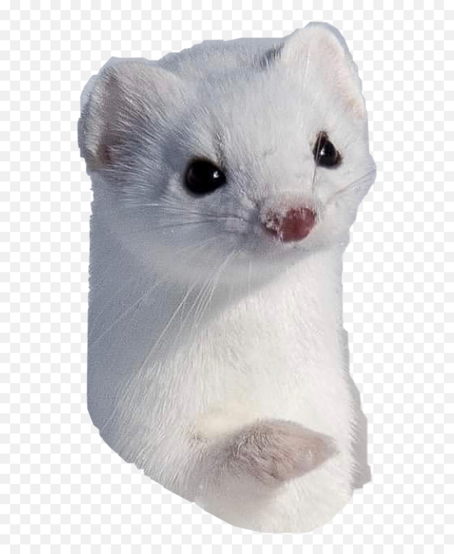 Discover Trending - Soft Emoji,Weasel Emoji