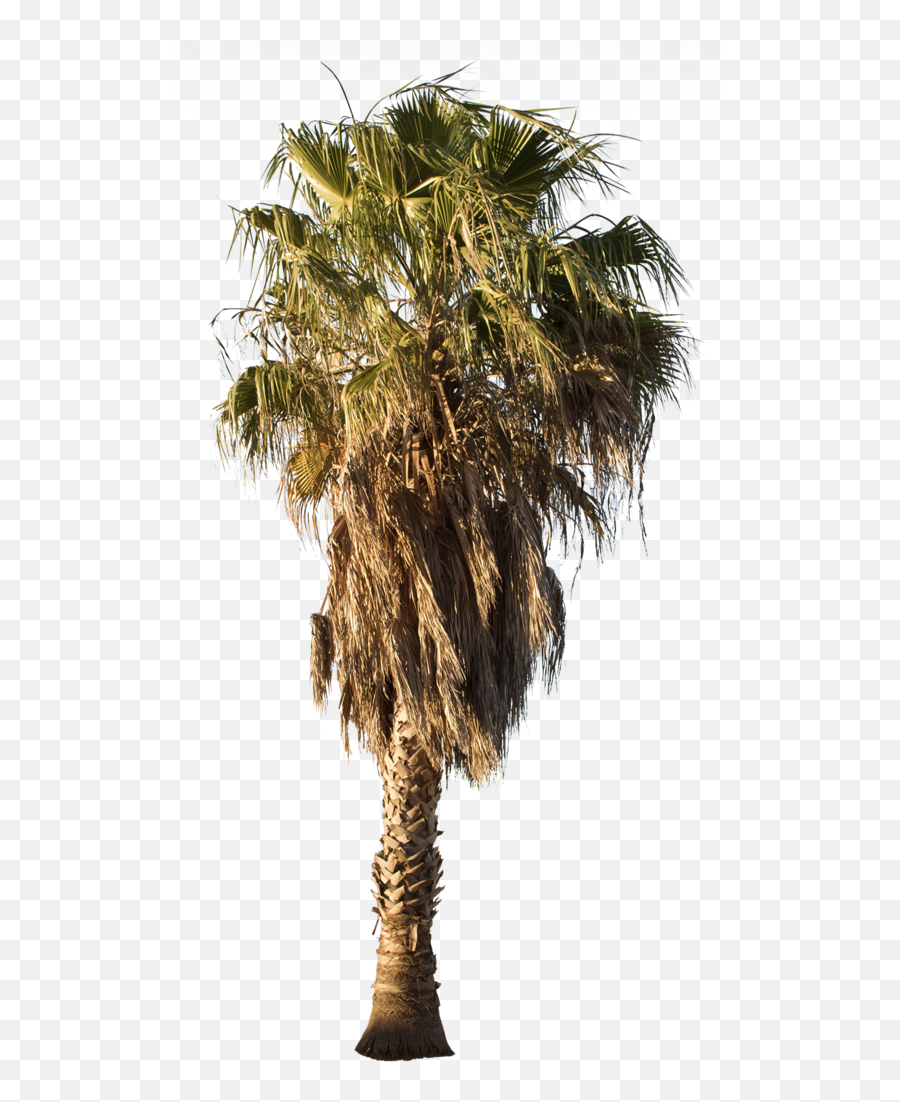 Download Palm Tree Png Washingtonia Palm Palm Trees - Washingtonia Palm Tree Png Emoji,Palm Tree Emoji