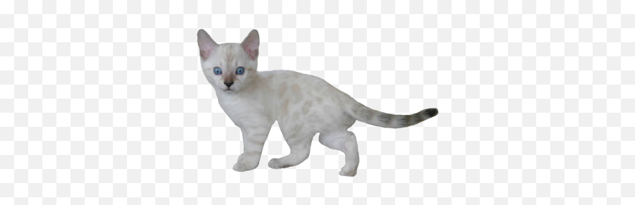 Bengal - Domestic Cat Emoji,Cat Tail Emotions