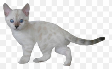 Bengal - Domestic Cat Emoji,Cat Tail Emotions