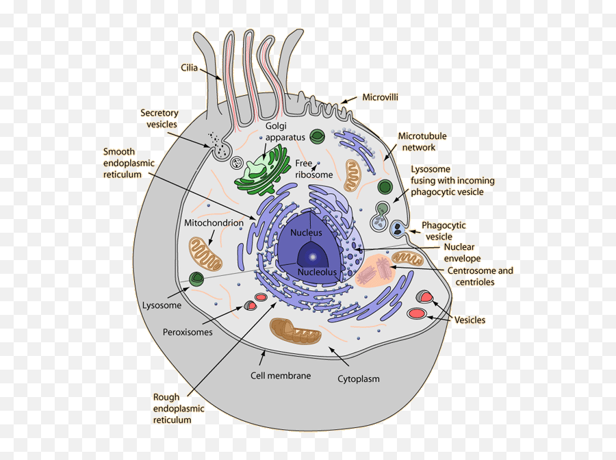 2014 - Eukaryotic Cell Emoji,3 Strategies Preschooler Might Use Toregulat Emotions