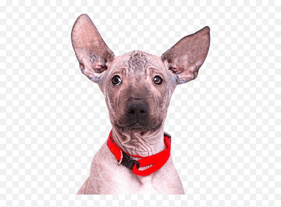 Mexican Hairless Dog For Sale - Change Comin Mexican Hairless Dog Emoji,Dog Emoji Copy And Paste