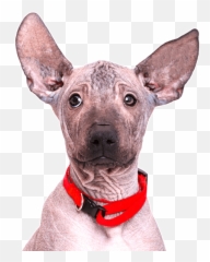 Mexican Hairless Dog For Sale - Change Comin Mexican Hairless Dog Emoji,Dog Emoji Copy And Paste
