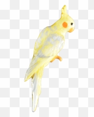 Cockatiel Pin - Cockatiel Emoji,Red Cardinal Bird Emoji