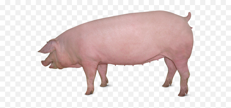 Pig Png Images Cartoon Pig Baby Pig Clipart - Free Large White Pig Png Emoji,Pig Emoji Mages Transparent Background