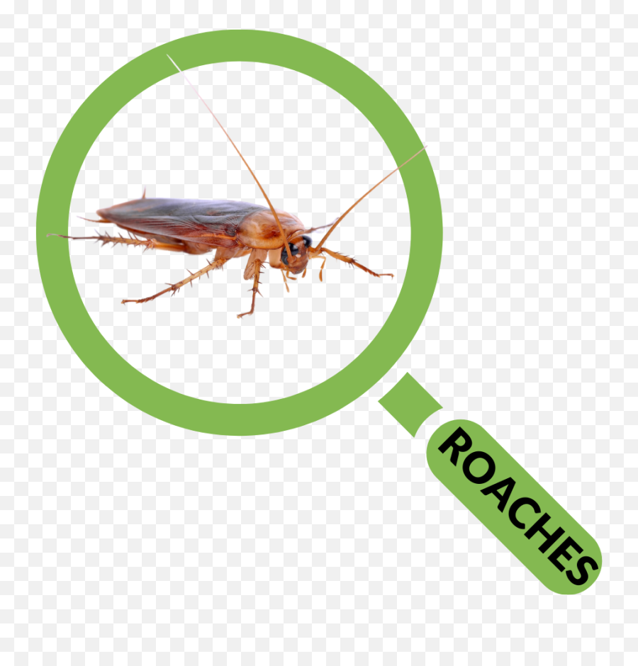 Pest Control Services Homeowners U0026 Businesses Sumter Sc Emoji,Cockaroach Emoji